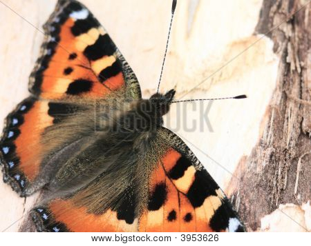 The Butterfly.