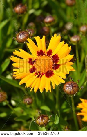 Large-flowered Tickseed Flower - Latin Name - Coreopsis Grandiflora