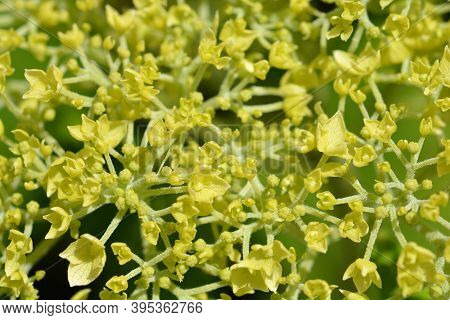 Smooth Hydrangea Strong Annabelle Flowers - Latin Name - Hydrangea Arborescens Strong Annabelle