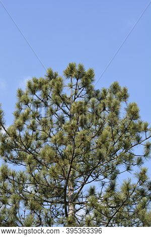 Black Pine - Latin Name - Pinus Nigraa