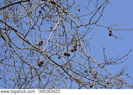 London Plane Branches Whits Seeds And Leaf Buds - Latin Name - Platanus X Hispanica (platanus X Acer