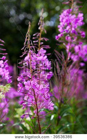 อัลไพน์ Fireweed สีม่วง Closeup ในช่วงฤดูร้อนล่าสุด