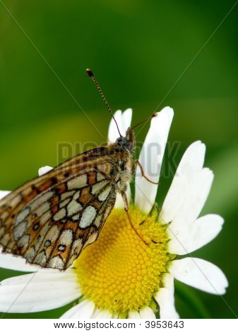 The Butterfly.