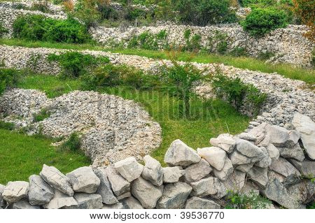 Får græs drystone vægge Rudine Krk ø Kroatien