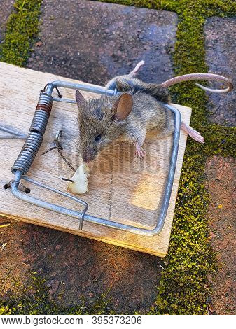 Dead Mouse Killed In A Wooden Mouse Trap In Yard. Vertical Orientation