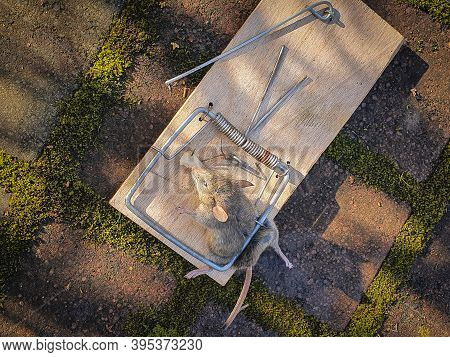 Dead Mouse Killed In A Wooden Mouse Trap In Yard