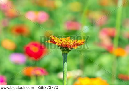 Flower Background, Many Beautiful And Bright Colors Of Zinnia Peruviana