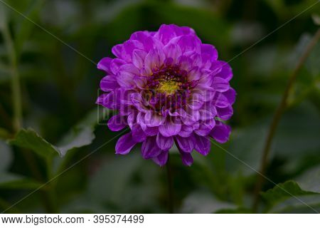 Violet Flower On A Background Of Green Leaves. Photography For Florists, Flower Shops. For Valentine