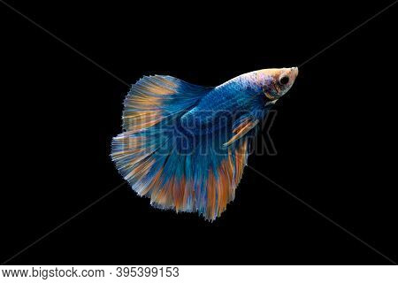 Colorful Betta, Pla-kad (biting Fish) Thai; Halfmoon Blue And Orange Betta Isolated On Black Backgro