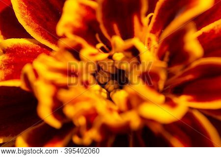 Tagétes Macro Photography, The Inner World Of A Bright Marigold Flower