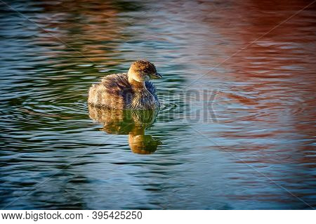 Pied-billed Grebe (podilymbus Podiceps) Swimming In Pond.