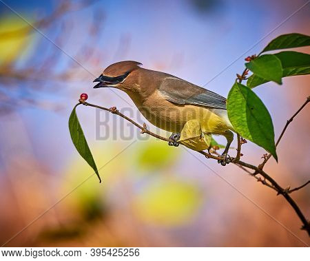 Cedar Waxwing (bombycilla Cedrorum) Feeding On A Berry Bush.