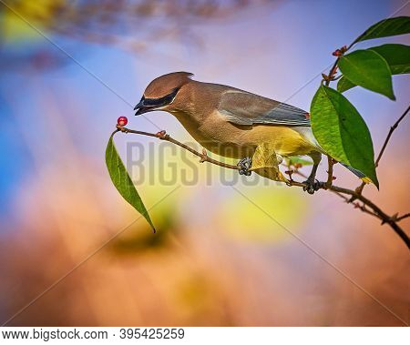 Cedar Waxwing (bombycilla Cedrorum) Feeding On A Berry Bush.