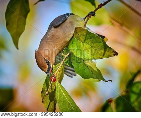 Cedar Waxwing (bombycilla Cedrorum) Feeding On A Berry Bush.