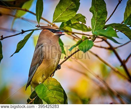 Cedar Waxwing (bombycilla Cedrorum) Feeding On A Berry Bush.