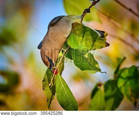 Cedar Waxwing (bombycilla Cedrorum) Feeding On A Berry Bush.