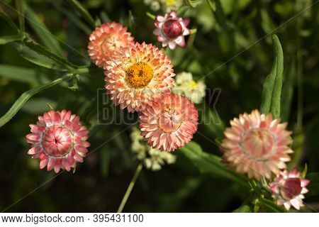 Bright Orange Flowers Of Xerochrysum Bracteatum (helichrysum Bracteatum Or Paper Flower) Grow In The