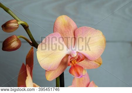 Wonderful Peach-pink Phalaenopsis Orchid With Tints On A Blue Background, Exotic Indoor Tropical Pla