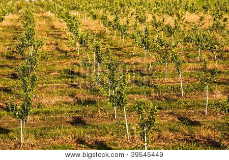 Apple Garden