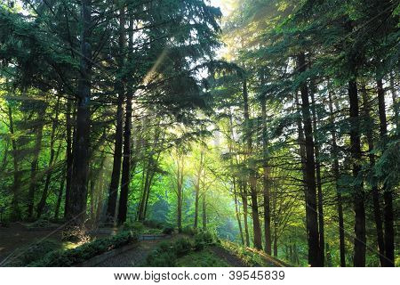 Morgenlicht