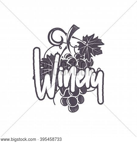 Winery Logo Template. Wine Grape With Calligraphic Sign In Retro Monochrome Style. Stock Vector Embl