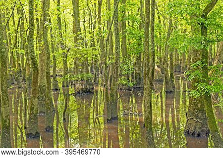 Deep In A Cypress Swamp In The Cache River State Natural Area In Illinois