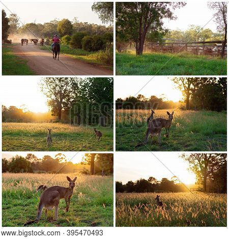 Collage Of Images Of Cattle Droving And Australian Kangaroos At Sunset