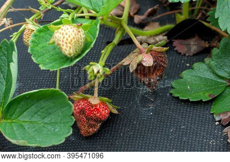 Anthracnose Disease Affecting A Ripe Strawberry Fruit