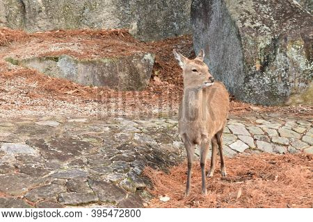 A Lonely Deer Looking Into The Distance In Itsukushima