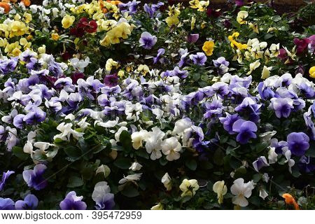 A Blossoming Garden In Sunny Happy Valley