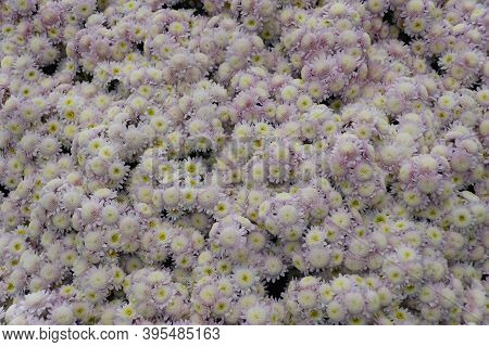 A Spread Of White Cascade Mum 'yamanoha-no-kumo' Flowers