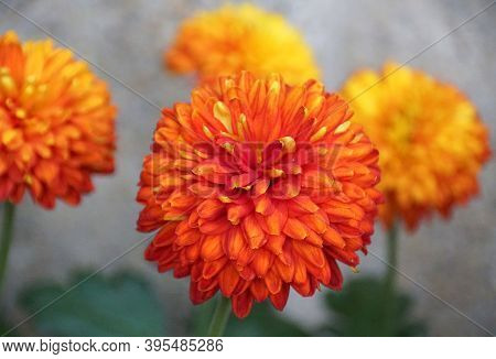 The Orange Decorative Mum 'piranga' Flower At Full Bloom