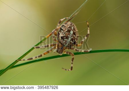 September 2013, Forest Areas Near The Town Of Łeba In The Pomeranian Voivodeship, Poland. Spider In 