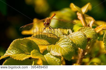 A Green Dragonfly With Outstretched Wings On A Sunny Summer Day In A Natural Forest Environment Seen