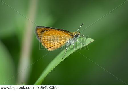A Least Skipper (ancyloxypha Numitor) Perches On A Leaf. Raleigh, North Carolina.