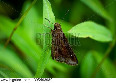 A Clouded Skipper (lerema Accius). Raleigh, North Carolina.