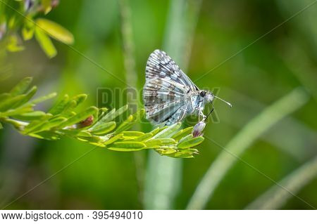 A Checkered Skipper (burnsius Communis). Raleigh, North Carolina.
