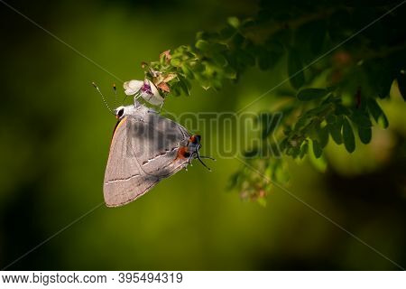 A Gray Hairstreak (strymon Melinus) Visits A Panicled Ticktrefoil (desmodium Paniculatum). Raleigh, 