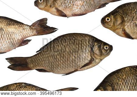 Crucian Carp Fish Isolated On White Background