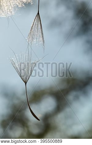 Unobtrusive Blurred Abstract Natural Background. The Seed Of A Large Dandelion Holds Another Seed. T