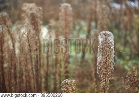 Abstract Natural Unobtrusive Background. Dry Grass In A Web And Dew On A Blurry Background. Dried Fl