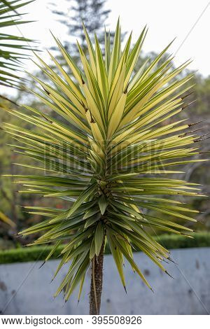 Leaves Of Yucca Aloifolia Variegata In Funchal On Madeira Island