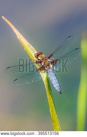 Dragonfly Blue Adult Insect Or Orthetrum Cancellatum On A Green Background.