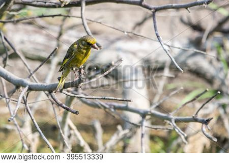 Male European Greenfinch Or Chloris Chloris In Wild Nature.