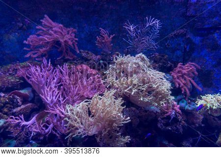 Alcyonacea Soft Corals: Beautiful. Colorful Branching White Orange Yellow Colored Gorgonian Sea Fan 