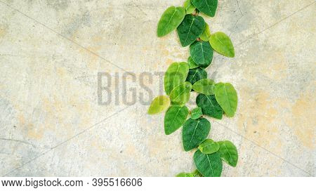 Coatbuttons Or Mexican Daisy Plant On A Cement Wall.