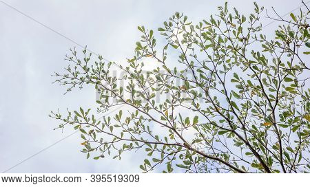 Ivory Coast Almond Tree Branches On A Sky Background.