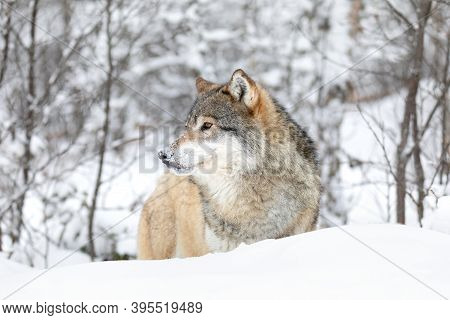 One Wolf Standing In Beautiful Snow Covered Winter Forest
