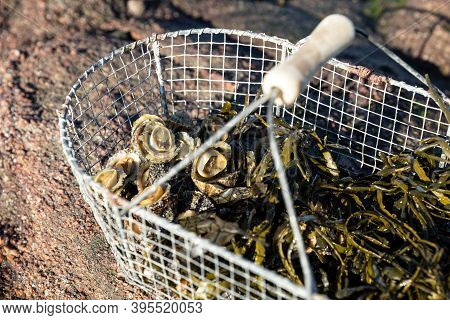 Basket Of Limpets On The Coast At Low Tide