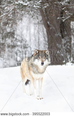 Beautiful Wolf Standing In The Snow In Beautiful Fairytale Looking Cold Winter Forest